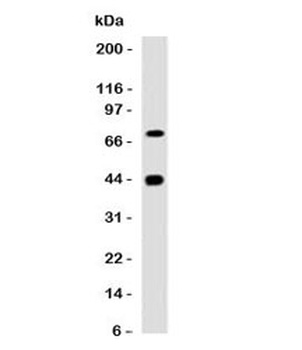 ACTA2 Antibody