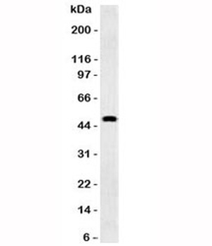 GFAP Antibody