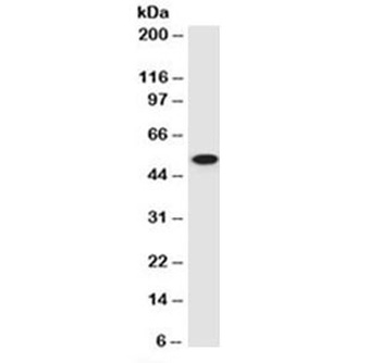 TP53 Antibody