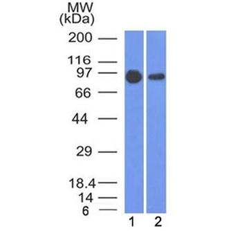 CTNNB1 Antibody