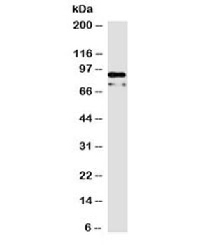 CTNNB1 Antibody
