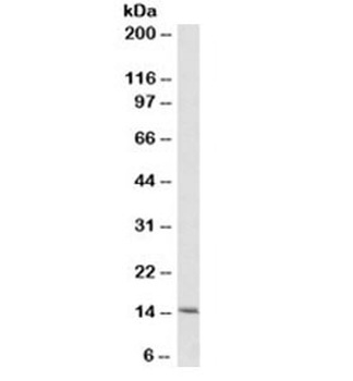 CYCS Antibody