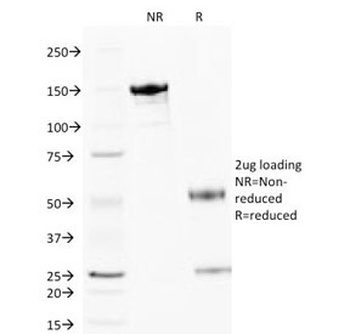 CYCS Antibody