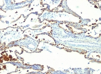 MFGE8 Antibody