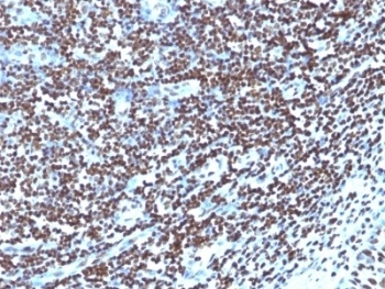 H1F0 Antibody