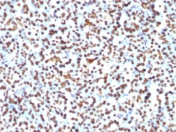 H1F0 Antibody