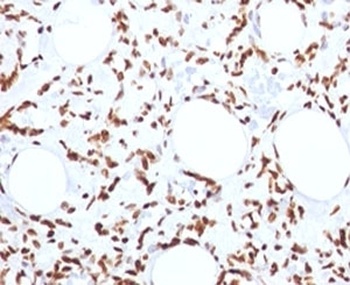 H1F0 Antibody
