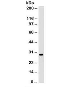 H1F0 Antibody