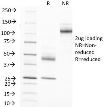 MUC1 Antibody