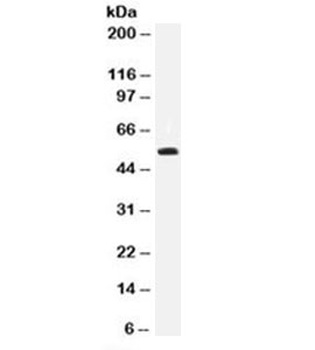 TP53 Antibody