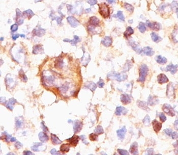 BCL2L1 Antibody