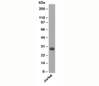 BCL2L1 Antibody