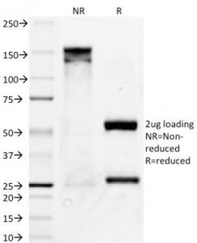 BCL2L1 Antibody