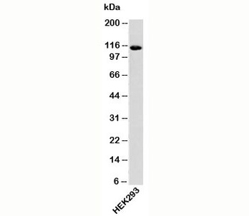 IPO9 Antibody