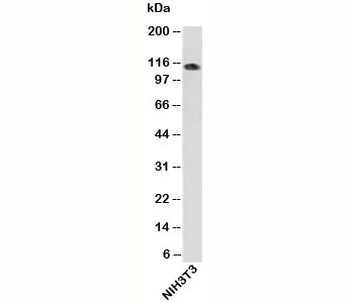 IPO9 Antibody