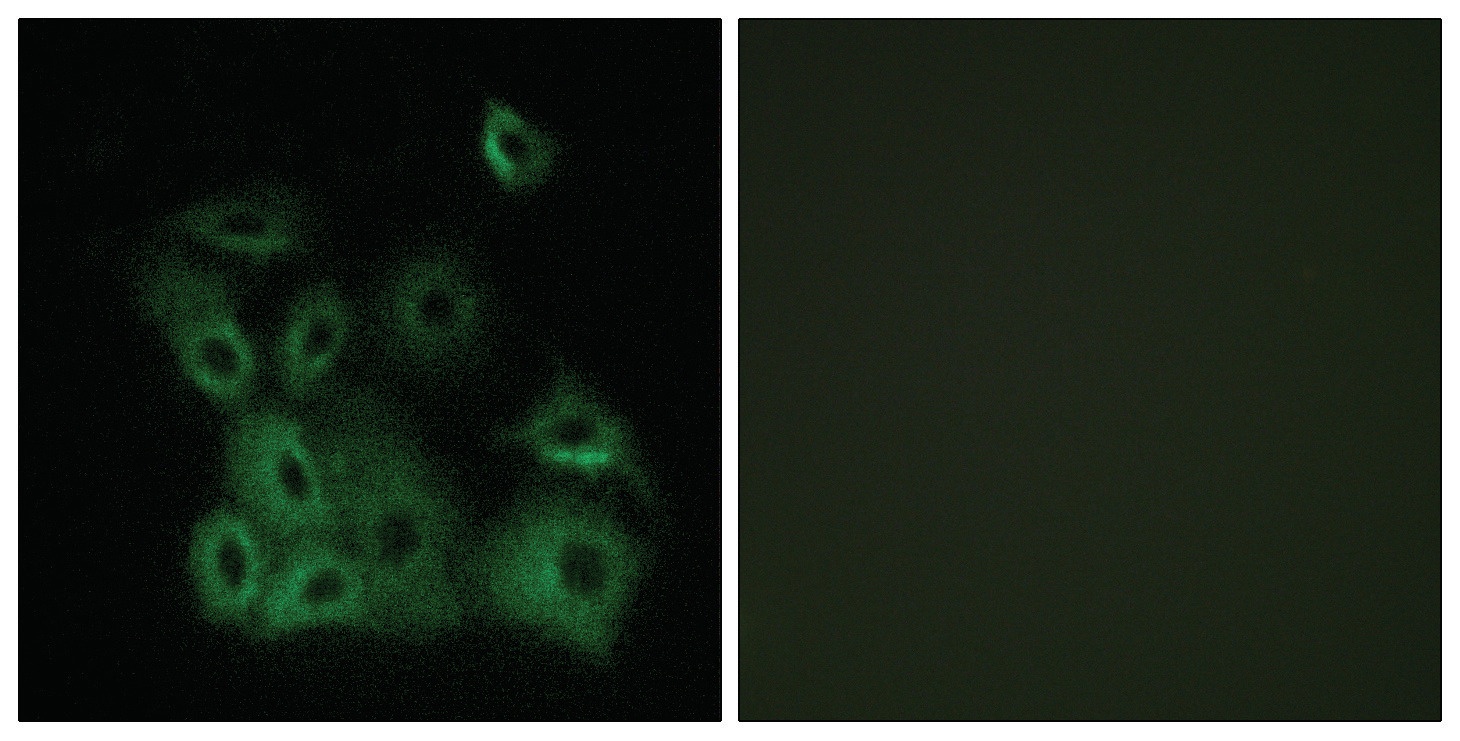 BAX Antibody