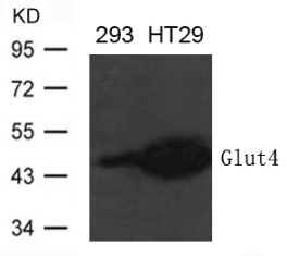 SLC2A4 Antibody