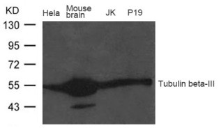 TUBB3 Antibody