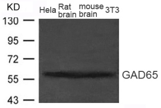 GAD2 Antibody