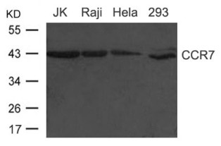 CCR7 Antibody