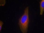 SYT1 AgaP_AGAP008122 Antibody