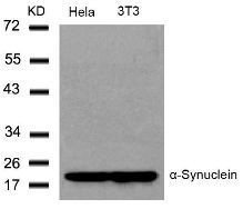 Snca Antibody