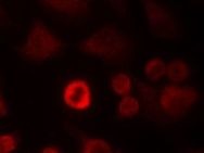 Snca Antibody