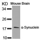 SNCA Antibody