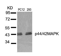 MAPK3 Antibody