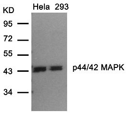 MAPK3 Antibody