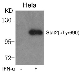 STAT2 Antibody