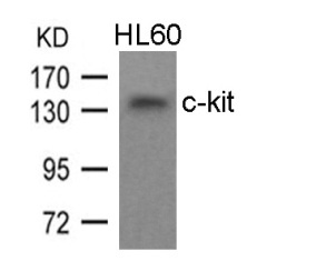 KIT Antibody