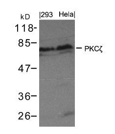 PRKCZ Antibody