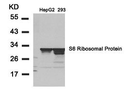 RPS6 Antibody