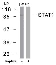 STAT1 Antibody