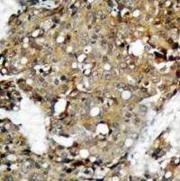 STAT1 Antibody