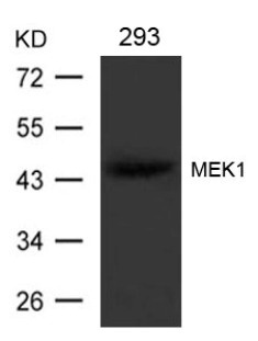 MAP2K1 Antibody