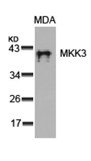 MAP2K3 Antibody