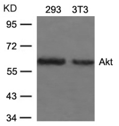 AKT1 Antibody