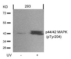 MAPK3 Antibody