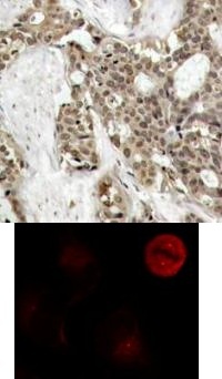 MAPK3 Antibody