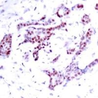 STAT1 Antibody