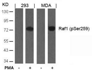 RAF1 Antibody