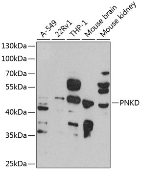 PNKD Antibody