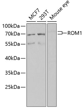 ROM1 Antibody