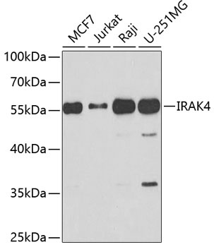 IRAK4 Antibody