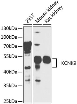 KCNK9 Antibody