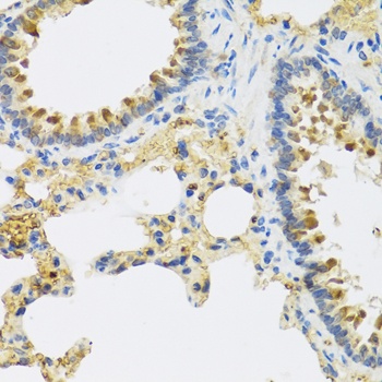 HRG Antibody