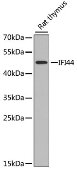IFI44 Antibody