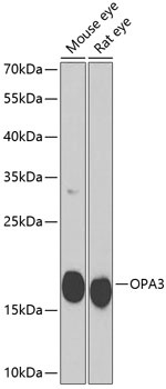 OPA3 Antibody